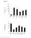 Fig. 32 - COMPOSITION FOR PREVENTING OR TREATING COLITIS