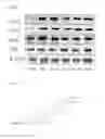 Fig. 34 - COMPOSITION FOR PREVENTING OR TREATING COLITIS