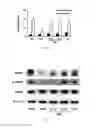 Fig. 04 - Lactic acid bacteria capable of preventing and/or treating senescence and dementia