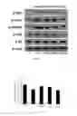Fig. 06 - Lactic acid bacteria capable of preventing and/or treating senescence and dementia