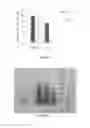 Fig. 03 - Method of treating overweight or obesity comprising administering a pleurotus ostreatus mushroom extract or a composition comprising a pleurotus ostretus mushroom extract