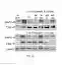 Fig. 13 - Compositions and methods for CaMKII inhibitors and uses thereof