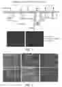 Fig. 02 - Compositions for treating dystroglycanopathy disorders