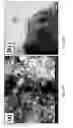 Fig. 22 - Preparation and application of Pb-free nanosolder