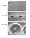 Fig. 30 - Preparation and application of Pb-free nanosolder