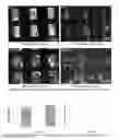 Fig. 07 - Integrated organ and tissue printing methods, system and apparatus