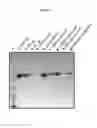 Fig. 06 - Compounds for affinity chromatography and for extending the half-life of a therapeutic agent