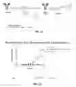Fig. 07 - SITE-SPECIFIC CONJUGATION THROUGH GLYCOPROTEINS LINKAGE AND METHOD THEREOF