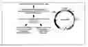 Fig. 01 - Compositions and methods for exosome targeted expression