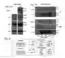 Fig. 02 - Compositions and methods for exosome targeted expression