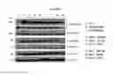 Fig. 06 - MET receptor agonist proteins