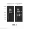 Fig. 02 - Compositions and methods for enhancing coagulation factor VIII function