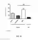 Fig. 19 - Compositions and methods for enhancing coagulation factor VIII function