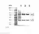 Fig. 08 - THERAPEUTIC CANINE IMMUNOGLOBULINS AND METHODS OF USING SAME