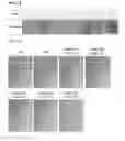 Fig. 02 - Plasticizer composition, resin composition and method for preparing thereof