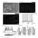 Fig. 16 - DIRECT CONVERSION OF CELLS TO CELLS OF OTHER LINEAGES