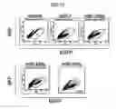 Fig. 12 - Method for sorting cardiomyocytes