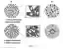 Fig. 02 - Cardiac tissues containing semiconductor nanomaterials and methods of preparing and using the same