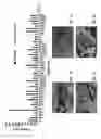 Fig. 02 - COMPOSITIONS AND METHODS FOR BIOENGINEERED TISSUES