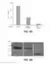 Fig. 05 - Expression and secretion system