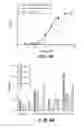 Fig. 07 - Expression and secretion system