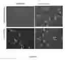 Fig. 05 - METHODS FOR INCREASING CELL CULTURE TRANSFECTION EFFICIENCY AND CELLULAR REPROGRAMMING
