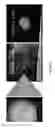 Fig. 14 - METHODS FOR INCREASING CELL CULTURE TRANSFECTION EFFICIENCY AND CELLULAR REPROGRAMMING