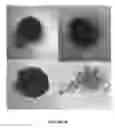 Fig. 41 - METHODS FOR INCREASING CELL CULTURE TRANSFECTION EFFICIENCY AND CELLULAR REPROGRAMMING
