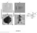 Fig. 42 - METHODS FOR INCREASING CELL CULTURE TRANSFECTION EFFICIENCY AND CELLULAR REPROGRAMMING