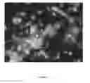 Fig. 52 - METHODS FOR INCREASING CELL CULTURE TRANSFECTION EFFICIENCY AND CELLULAR REPROGRAMMING