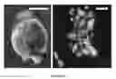 Fig. 53 - METHODS FOR INCREASING CELL CULTURE TRANSFECTION EFFICIENCY AND CELLULAR REPROGRAMMING