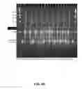 Fig. 08 - MICROARRAY SYSTEM WITH IMPROVED SEQUENCE SPECIFICITY