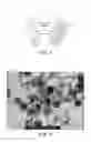 Fig. 02 - Organic membrane based screen printed microchip for potentiometric determination of lead
