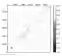 Fig. 01 - METHODS FOR CLASSIFYING ORGANISMS BASED ON DNA OR PROTEIN SEQUENCES