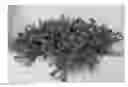 Fig. 01 - Portulaca plant named 'PHSFR11-0'