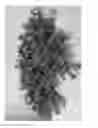Fig. 02 - Portulaca plant named 'PHSFR11-0'