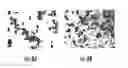 Fig. 09 - BIOLOGICAL INORGANIC COMPOUND COMPLEX HAVING REDUCED OXYGEN AND HIGH REDUCING ABILITY