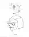 Fig. 02 - Compositions including , methods of making and using the same in skin anti-aging and other skin applications