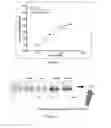 Fig. 05 - Compositions including , methods of making and using the same in skin anti-aging and other skin applications