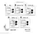 Fig. 10 - Methods for inducing an immune response via buccal and/or sublingual administration of a vaccine