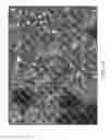 Fig. 17 - Polymorphic and amorphous forms of (R)-2-hydroxy-2-methyl-4-(2,4,5-trimethyl-3,6-dioxocyclohexa-1,4-dienyl)butanamide