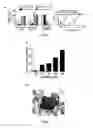 Fig. 02 - Agent for controlling cells constituting cancer microenvironment or inflammatory microenvironment