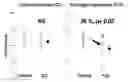 Fig. 01 - Methods and pharmaceutical compositions for the treatment of ischemic conditions