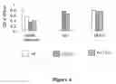 Fig. 08 - CYSTEINE ENGINEERED ANTIBODIES AND CONJUGATES