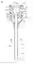 Fig. 01 - Introducer sheath and introducer