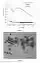 Fig. 05 - METHOD FOR PRODUCING GOLD NANOPARTICLES IN PLANTS AND GOLD NANOPARTICLES PRODUCED