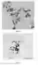 Fig. 07 - METHOD FOR PRODUCING GOLD NANOPARTICLES IN PLANTS AND GOLD NANOPARTICLES PRODUCED