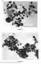 Fig. 08 - METHOD FOR PRODUCING GOLD NANOPARTICLES IN PLANTS AND GOLD NANOPARTICLES PRODUCED