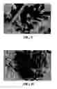 Fig. 06 - Light weight gypsum board