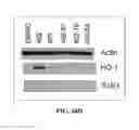 Fig. 49 - Antioxidant Inflamation modulators: oleanolic acid derivatives with amino and other modifications at C-17